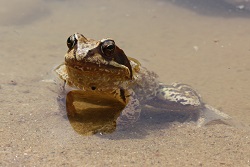 Grasfrosch