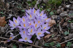 Vorfrühling