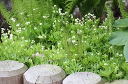 Waldmeister