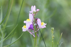 Blumenwiese