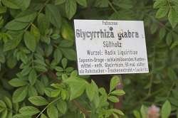 Süßholz