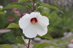 Hibiscus moscheutus